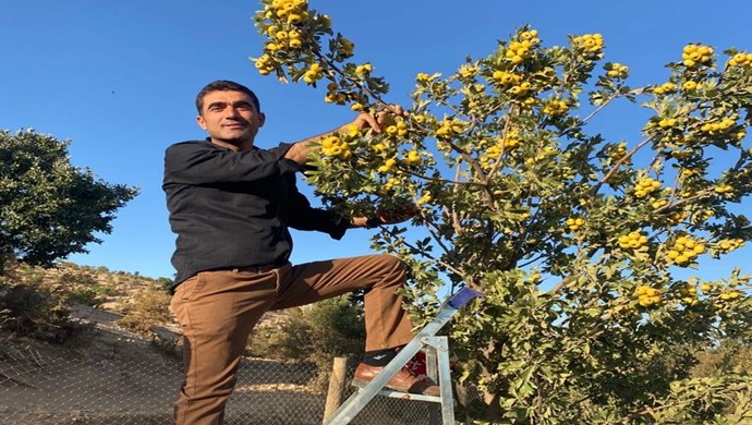 Alıç Hasadı Adıyaman’da Başladı