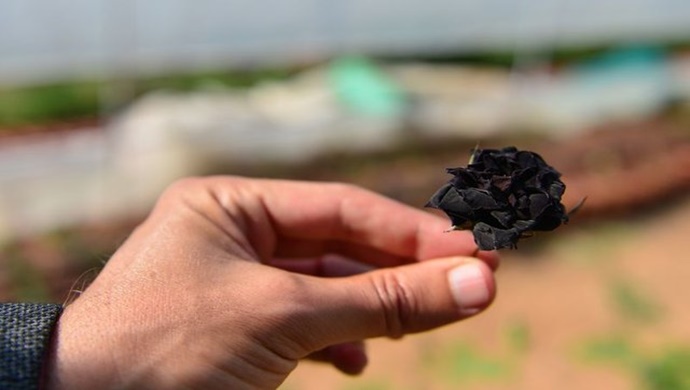 Halfeti ilçesinde yetişen Karagül, Belediye Başkanı Şeref Albayrak’ ın girişimiyle tescillendi