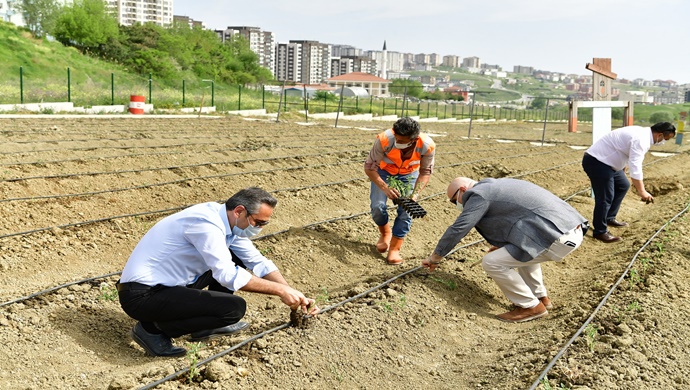 YAŞAM BAHÇESİ’NE YAZLIK FİDELER DİKİLDİ