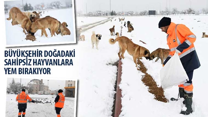 Büyükşehir Doğadaki Sahipsiz Hayvanlara Yem Bırakıyor